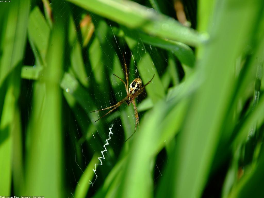 សេវាកម្មចំប៉ី: ការធ្វើការពារអាស័យដ្ឋានរបស់អ្នក